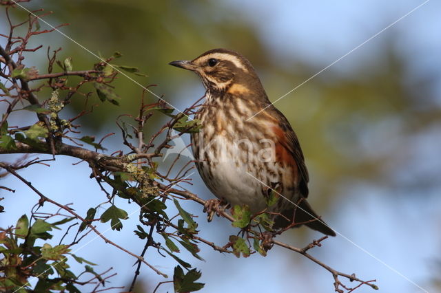Redwing (Turdus iliacus)