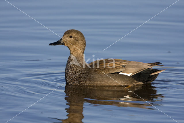 Krakeend (Anas strepera)