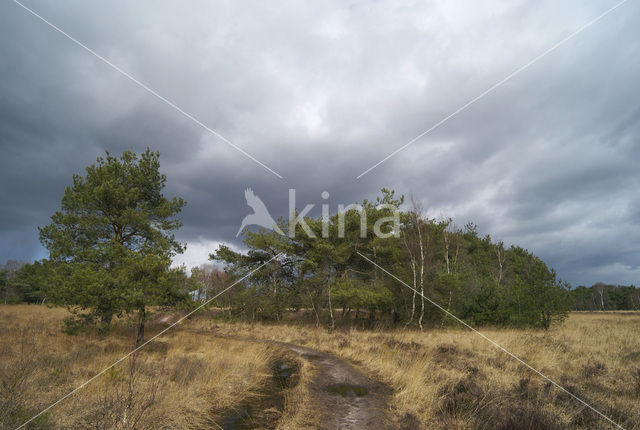 Landschotse Heide