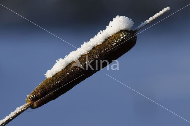 Lisdodde (Typha)