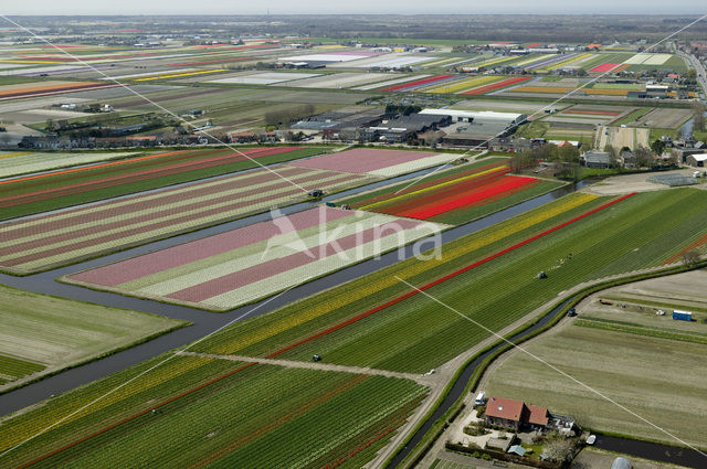 Lisse
