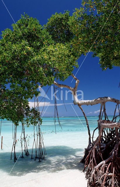 Mangrove