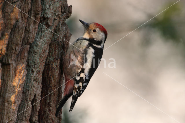 Middelste Bonte Specht (Dendrocopos medius)