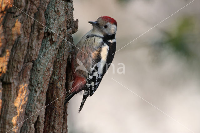 Middelste Bonte Specht (Dendrocopos medius)