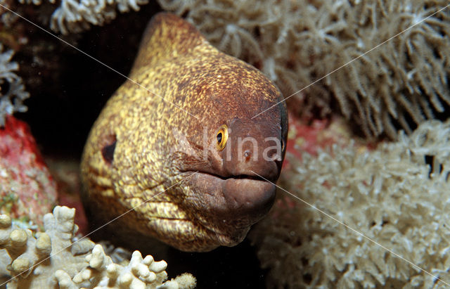 yellow-edged moray (Gymnothorax flavimarginatus)