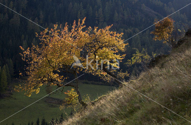 Nationaal Park Nockberge