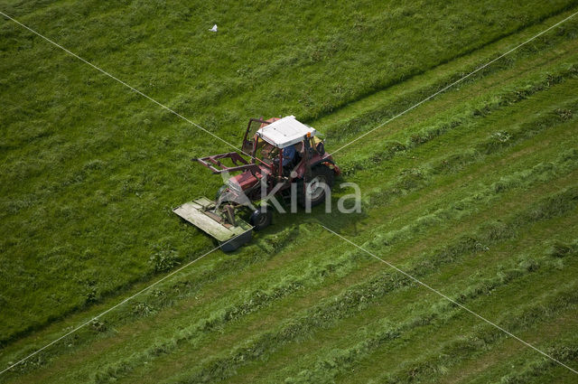 The Netherlands