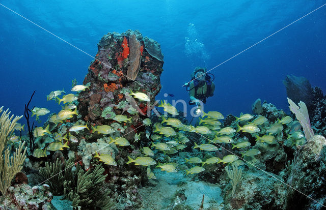 Bluestriped Grunt (Haemulon sciurus)