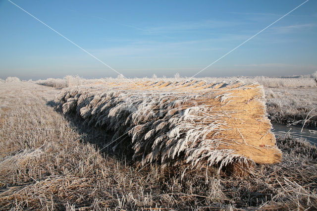 Nieuwkoopse Plassen