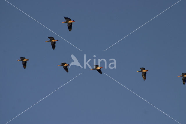 Egyptian Goose (Alopochen aegyptiaca)