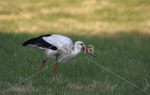 White Stork (Ciconia ciconia)