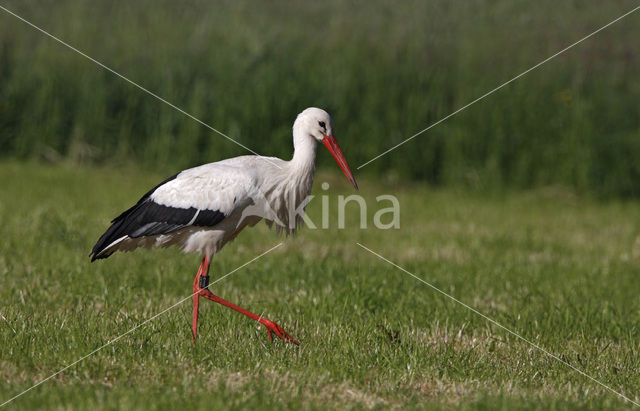 White Stork (Ciconia ciconia)