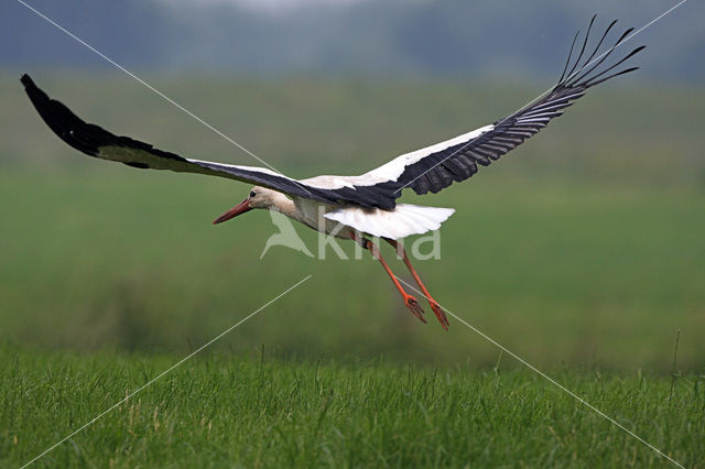 Ooievaar (Ciconia ciconia)