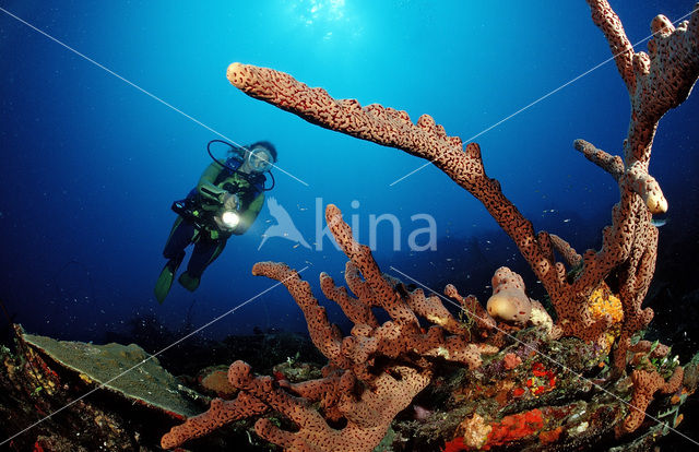 Purple tube spongue (Aplysina lacunosa)