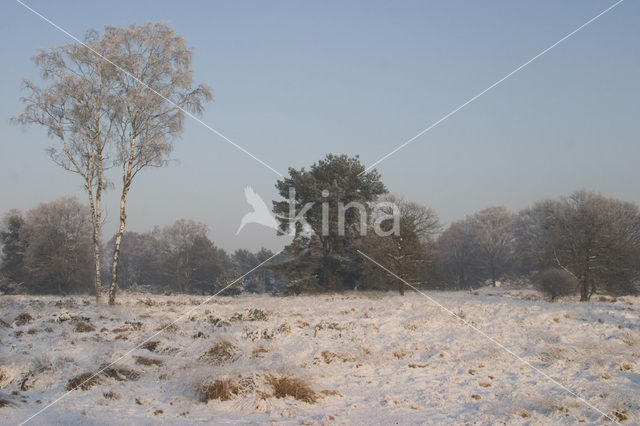 Pijpestrootje (Molinia caerulea)
