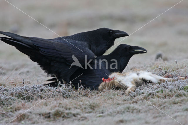 Common Raven (Corvus corax)