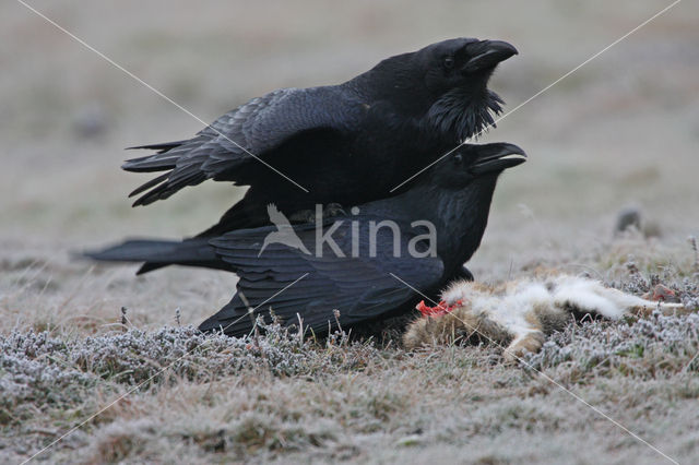 Raaf (Corvus corax)