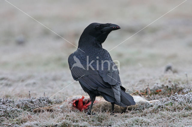 Common Raven (Corvus corax)