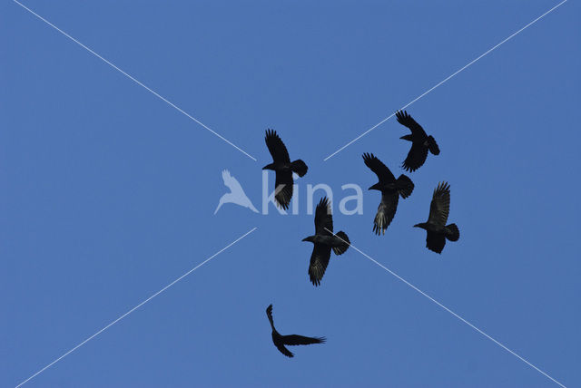 Common Raven (Corvus corax)