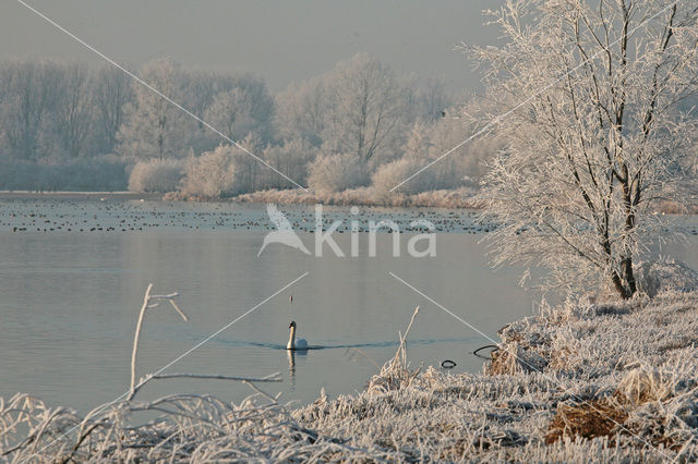 Reeuwijkse Plassen