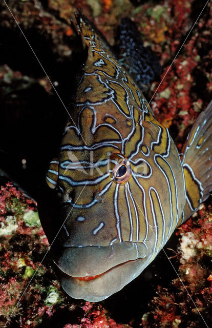 Giant hawkfish (Cirrhitus rivulatus)