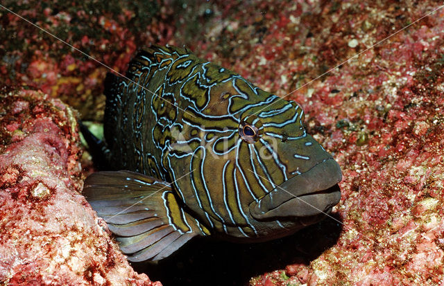 Giant hawkfish (Cirrhitus rivulatus)