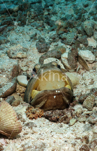 Giant jawfish (Opistognathus rhomaleus)