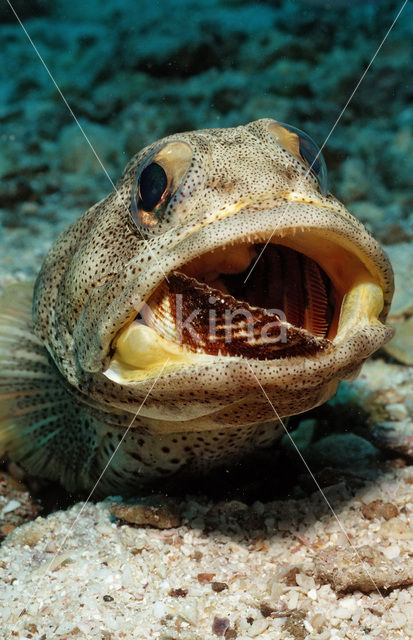 Giant jawfish (Opistognathus rhomaleus)