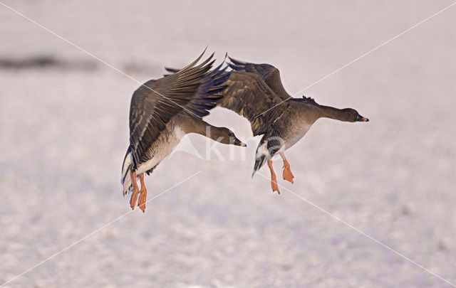 Bean Goose (Anser fabalis)