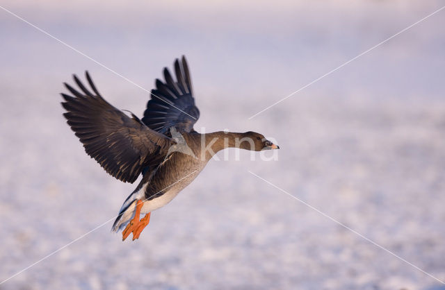 Bean Goose (Anser fabalis)
