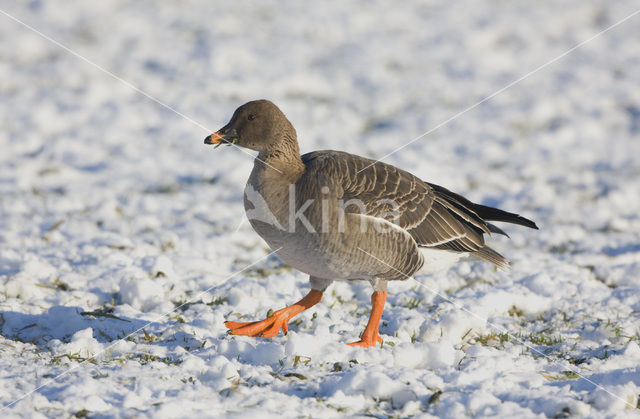 Bean Goose (Anser fabalis)