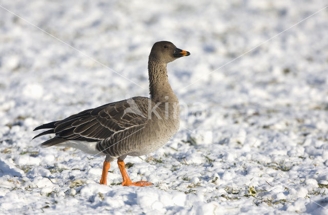 Bean Goose (Anser fabalis)