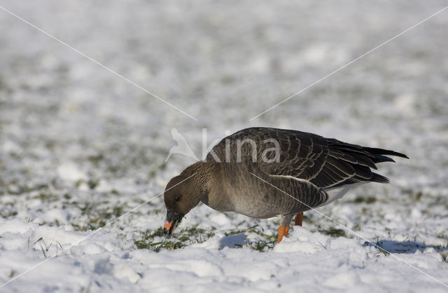 Bean Goose (Anser fabalis)