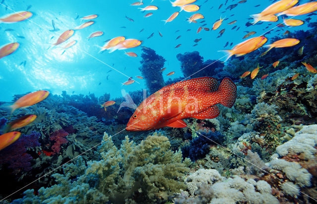 Rode Koraalbaars (Cephalopholis miniata )