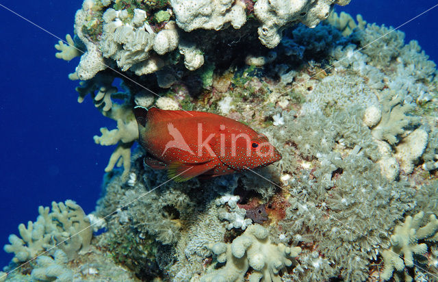 Coral hind
