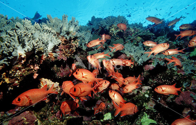 Blotcheye soldierfish (Myripristis murdjan)