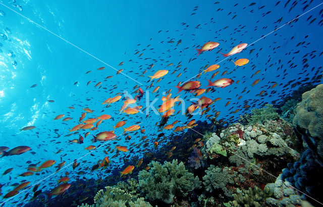 Rode vlaggebaars (Pseudanthias squamipinnis)