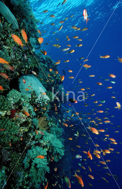 Rode vlaggebaars (Pseudanthias squamipinnis)