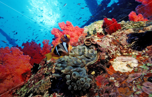 two-banded Anemonefish