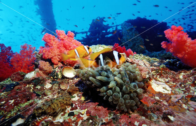 Rode zee anemoonvis (Amphiprion bicinctus)