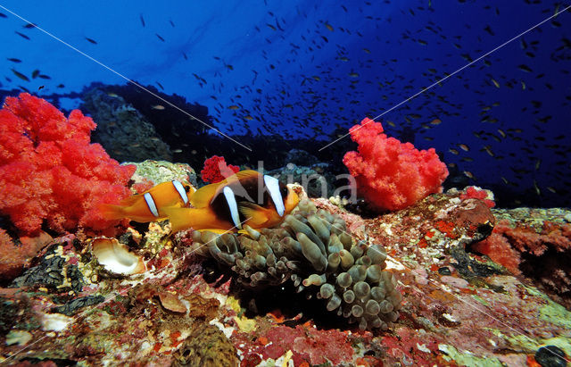 Rode zee anemoonvis (Amphiprion bicinctus)