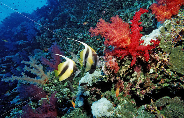 Red sea bannerfish (Heniochus intermedius)