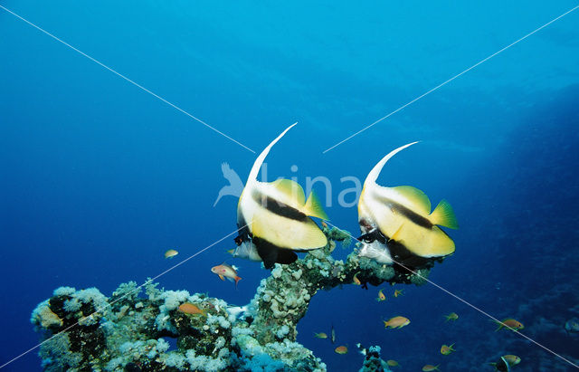 Red sea bannerfish (Heniochus intermedius)