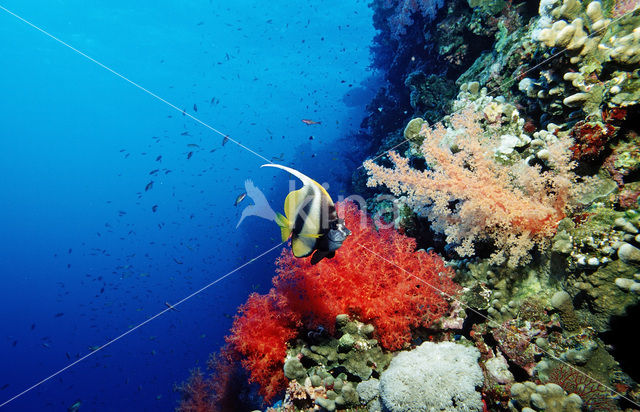 Red sea bannerfish (Heniochus intermedius)