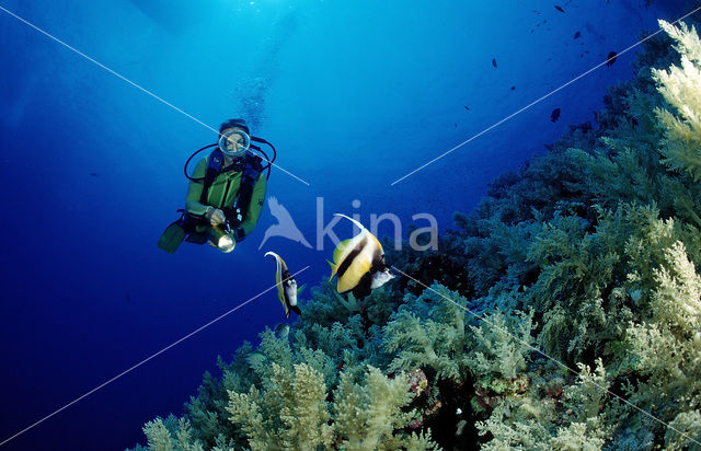 Red sea bannerfish (Heniochus intermedius)