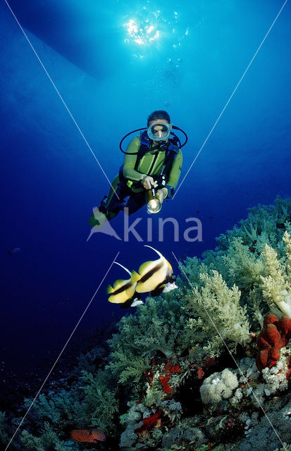 Red sea bannerfish (Heniochus intermedius)