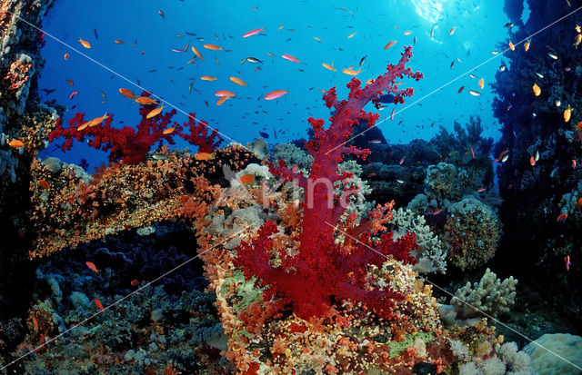 Red sea