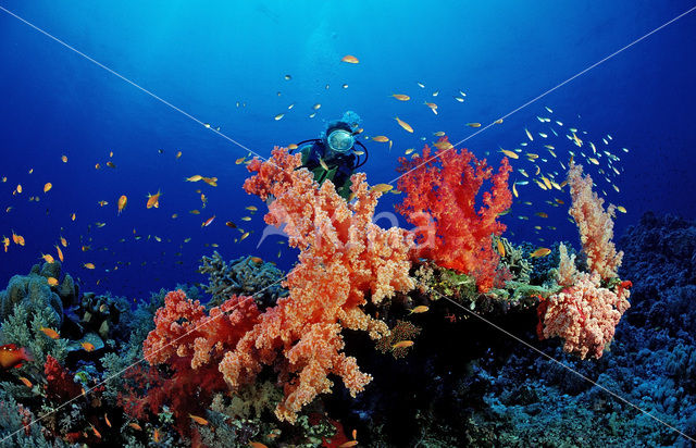 Red sea