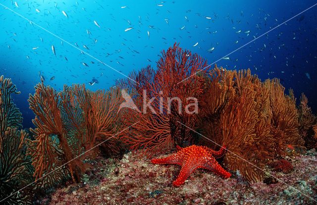 Sea Star