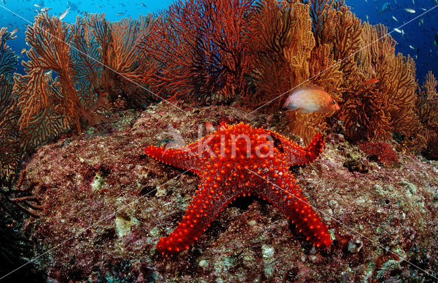 Sea Star